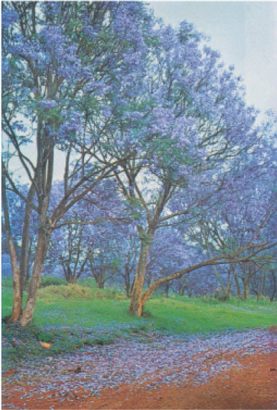 बहरलेले निळे गुलमोहर वृक्ष (अफ्रीका)
